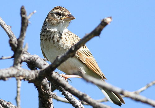 Monotonous lark